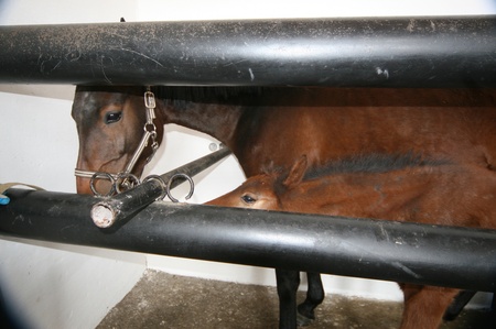 Віртуальна наречена+діти до 16-ти...