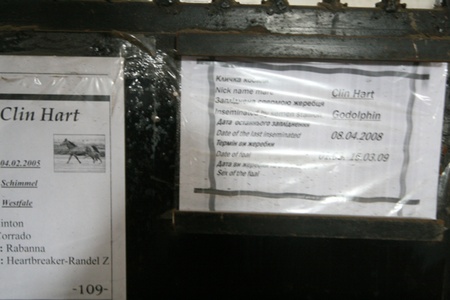 ...а вижеребка - за розкладом!