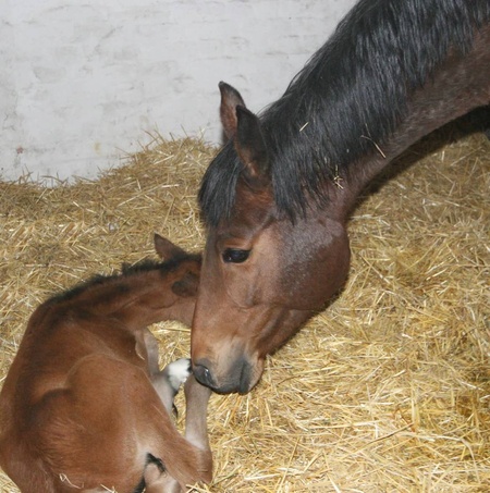 Маленьке народилось 6 годин тому